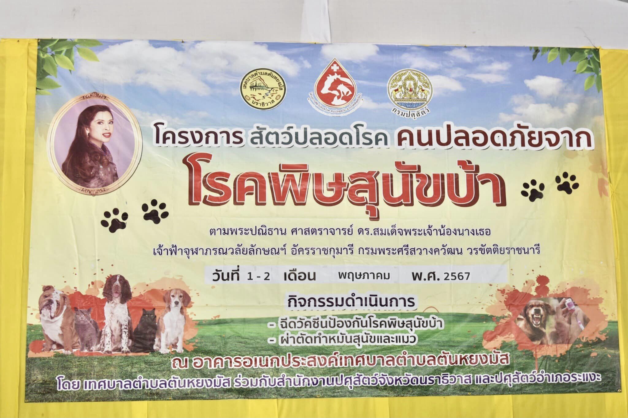 ประมวลภาพ วันที่ 2 พฤษภาคม 2567
กิจกรรม ฉีดวัคซีนป้องกันโรคพิษสุนัขบ้าและการผ่าตัดทำหมันสุนัขและแมว ตามโครงการสัตว์ปลอดโรค คนปลอดภัย จากโรคพิษสุนัขบ้า ตามพระปณิธาน ศาสตราจารย์ ดร.สมเด็จพระเจ้าน้องนางเธอ เจ้าฟ้าจุฬาภรณวลัยลักษณ์ อัครราชกุมารี กรมพระศรีสวางควัฒน วรขัตติยราชนารี โดยดำเนินกิจกรรม ฉีดวัคซีนป้องกันโรคพิษสุนัขบ้า จำนวน 405 โดส และผ่าตัดทำหมันสุนัขและแมว จำนวน 50 ตัว ให้แก่กลุ่มเป้าหมายที่เป็นสุนัขและแมวจรจัดในพื้นที่เขตเทศบาลตำบลตันหยงมัส ณ อาคารอเนกประสงค์(จิตมงคล) เทศบาลตำบลตันหยงมัส อำเภอระแงะ จังหวัดนราธิวาส